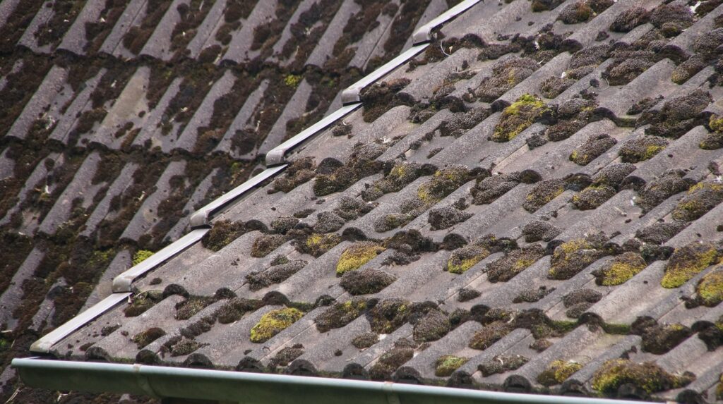 roof penetrating damp the water proof lab cape town